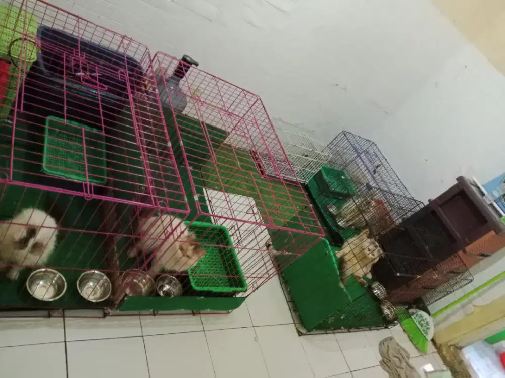 Kandang Kucing Bekas