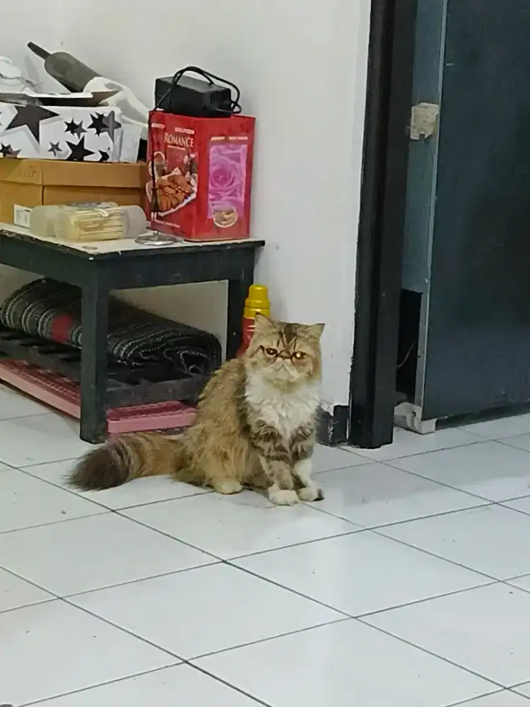 kucing persia peaknose dan flatnose betina