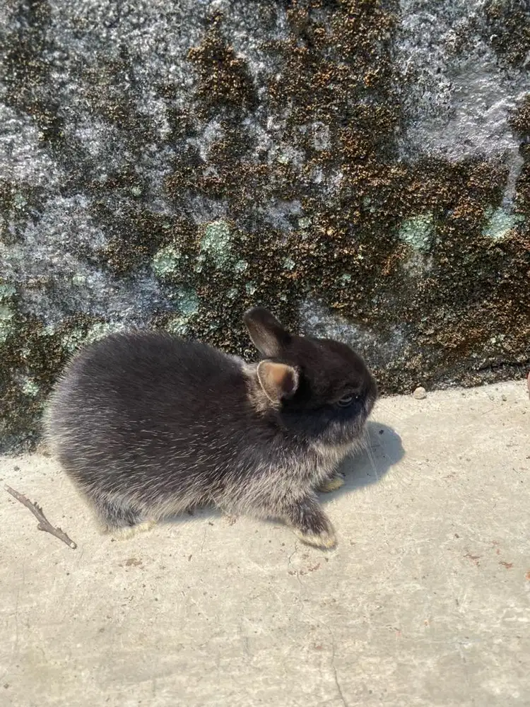 kelinci netherland dwarf