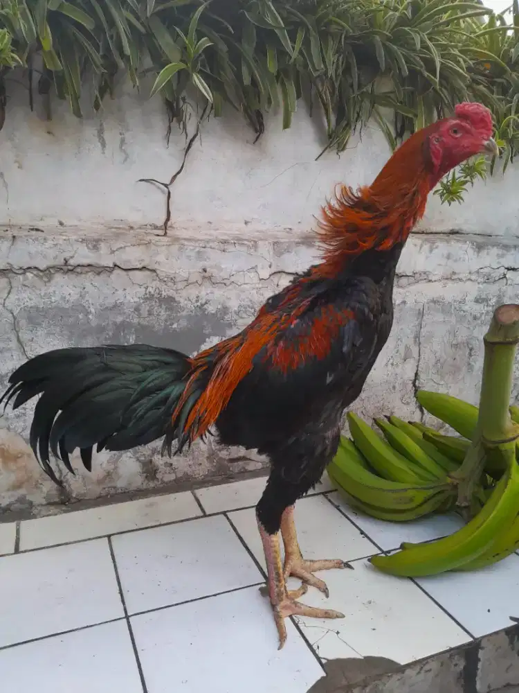 Ayam Bangkok Klasik Muda