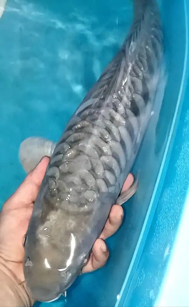 Ikan Koi Soragoi Aragoke Jumbo 51cm Bulky
