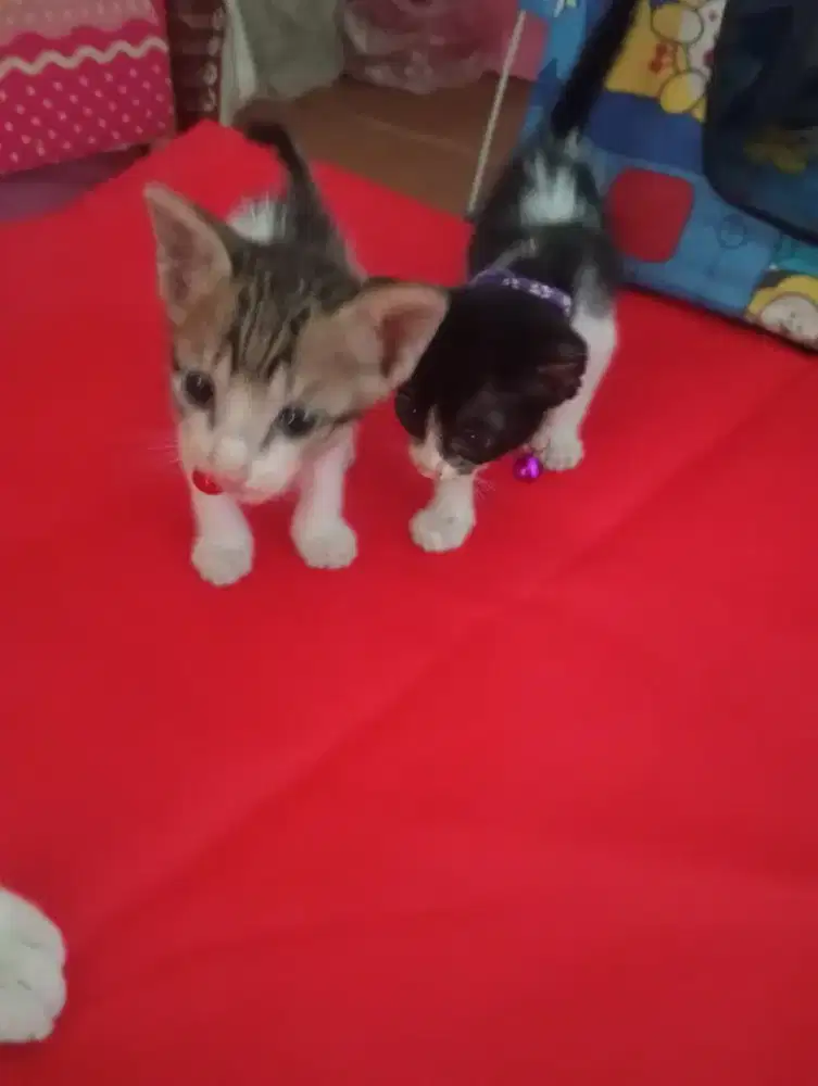 dikasih gratis anak kucing warna abu putih dan hitam putih