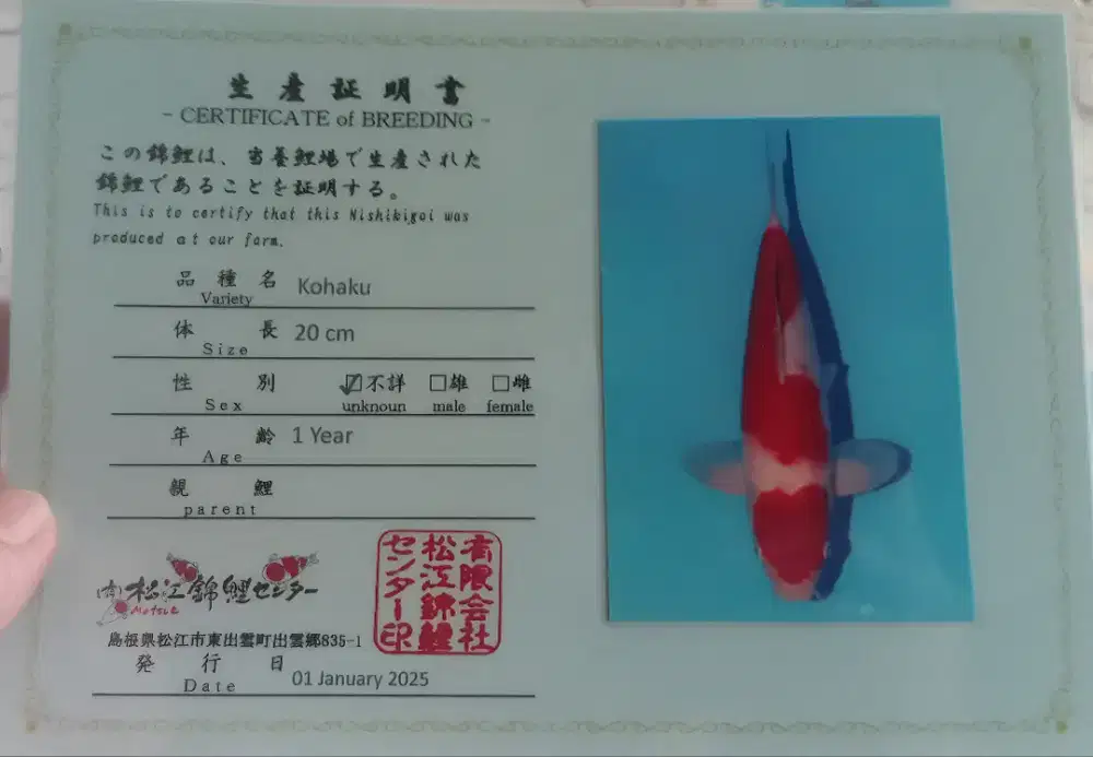 Ikan Koi Kohaku Import Matsue koi Farm MALE 38cm HQ