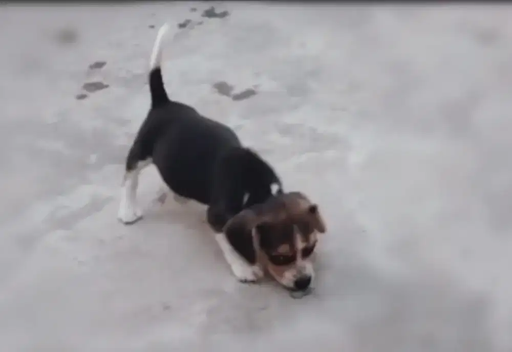 Beagle jantan threecolor