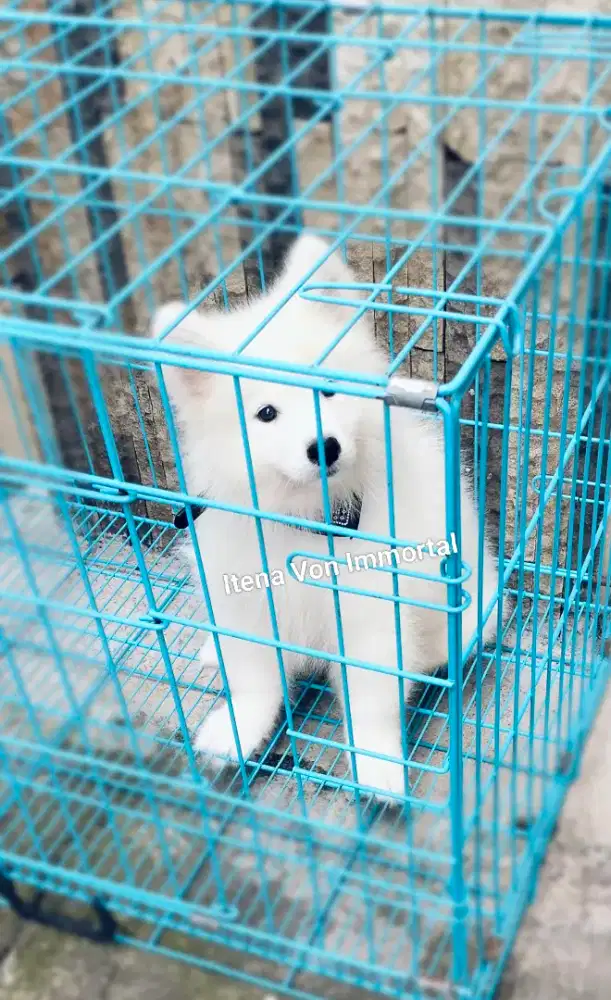 Samoyed Betina Stb