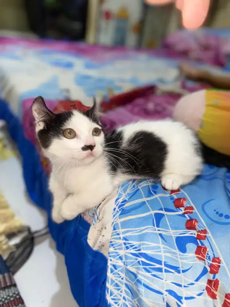 Kucing cebol.muchkin usian 3 bulan jantan.aktif..