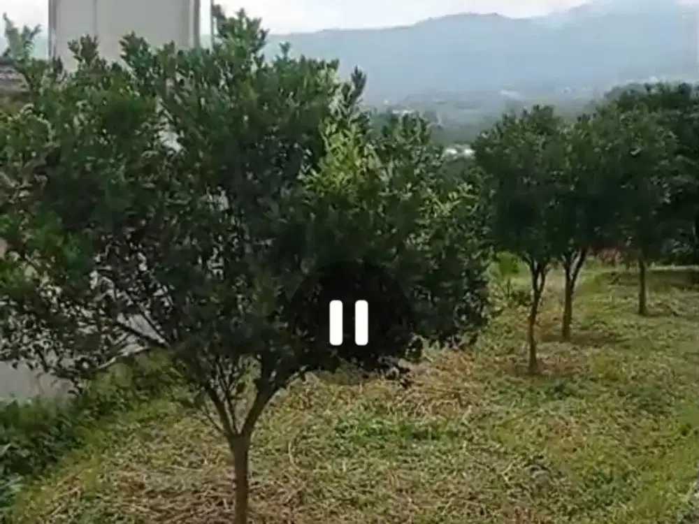 Dijual perkebunan jeruk view pegunungan Bumiaji, Batu, Malang