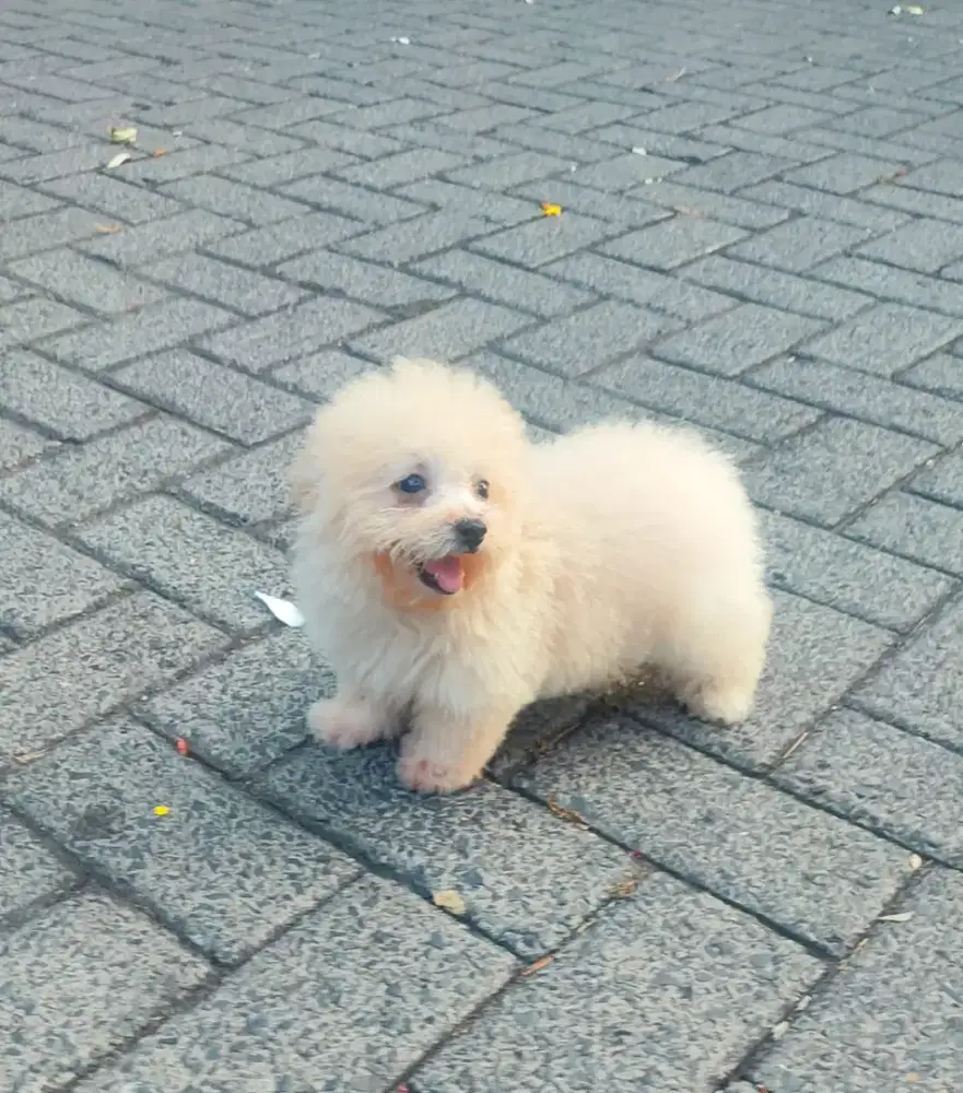 Obral poodle jantan non surat