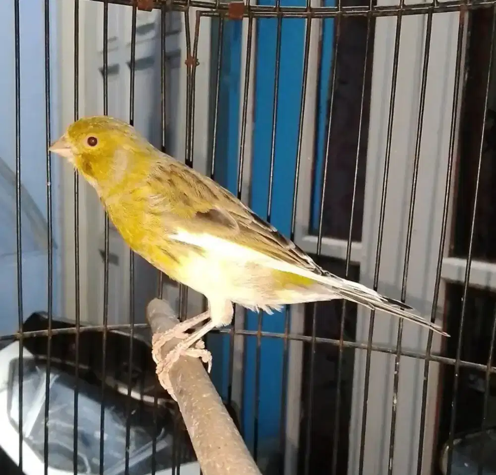 Burung kenari gacor dor Siang malam mulus