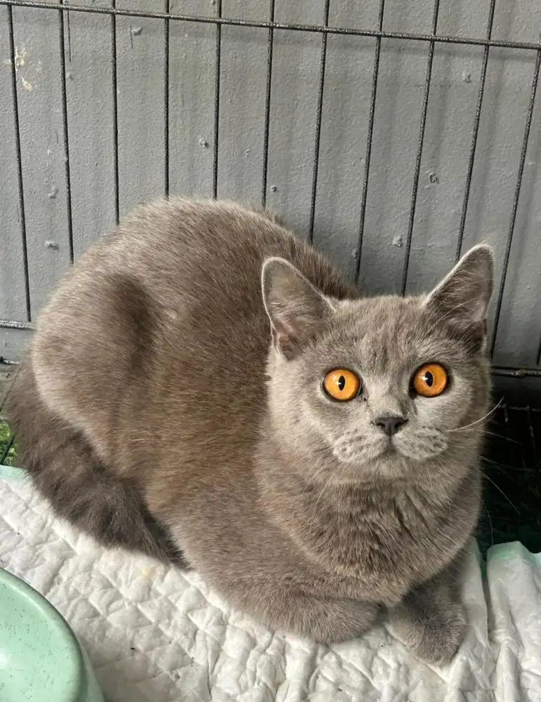 Kucing bsh british shorthair  british shorthair