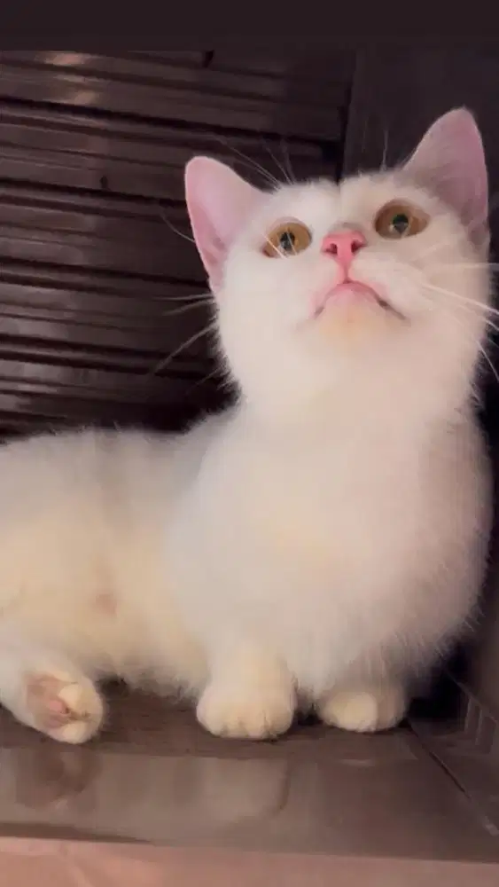 Kucing munchkin british shorthair bsh british short hair