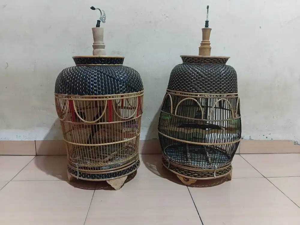 Burung perkutut