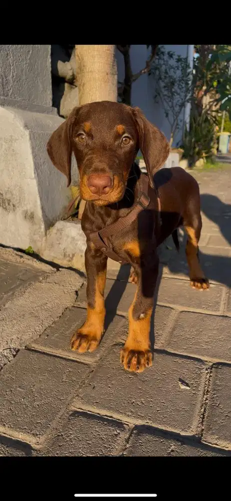 Puppy Doberman Jantan
