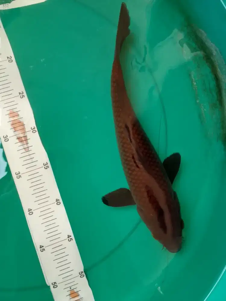 Ikan koi jenis Karashu 36cm