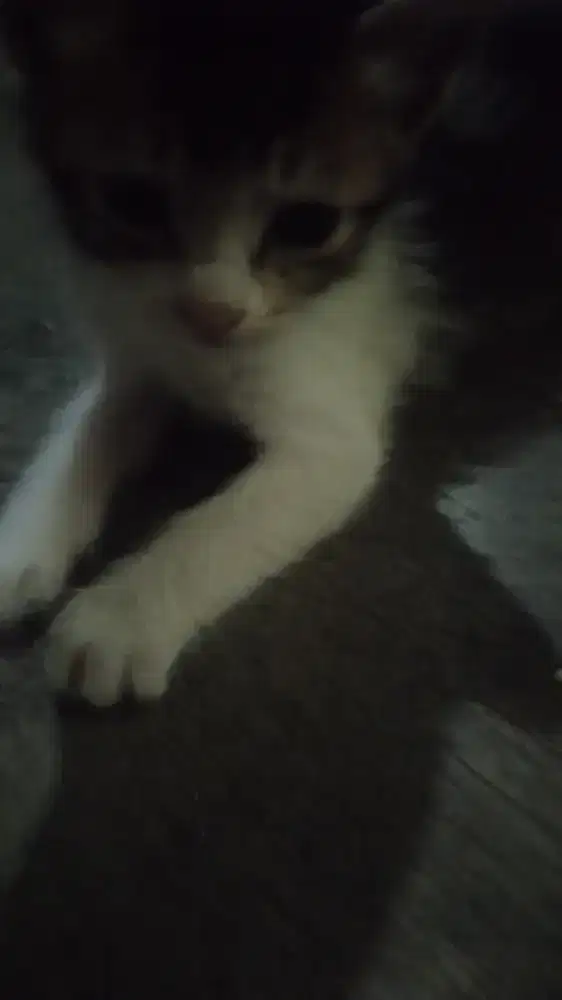 Anakan kucing biasa umur 1 bulan bagi yang mau ambil saja