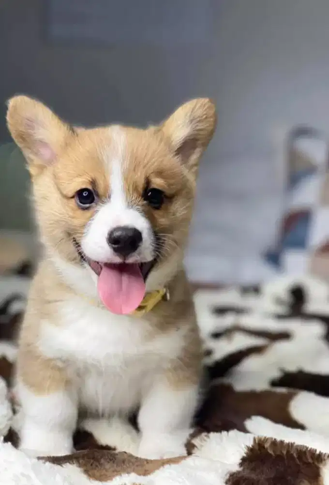 DIJUAL ANJING WELSH CORGI