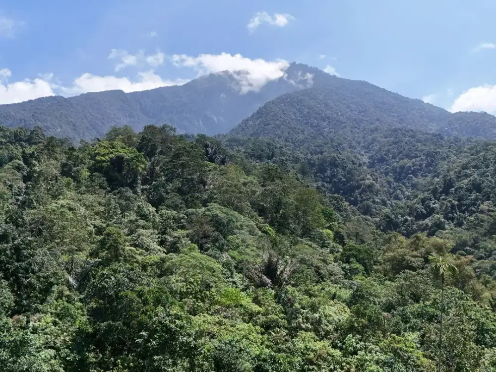 Jual tanah isi mata air view bagus di bawah kaki gunung Batukaru