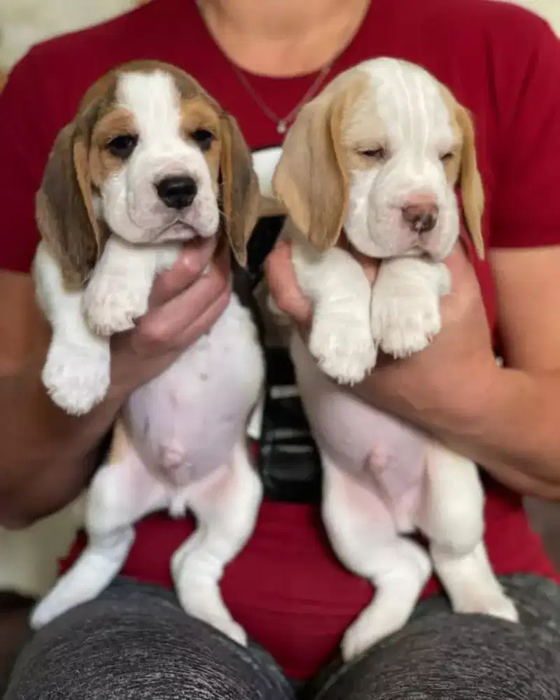 DIJUAL ANJING BEAGLE