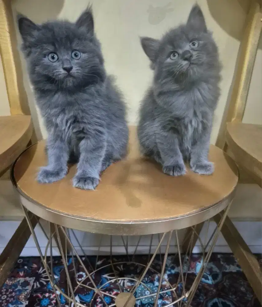 Dijual kitten mix himalaya & bsh