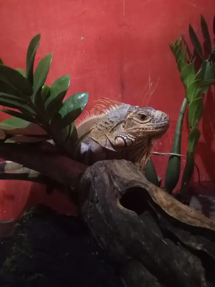 Iguana super red