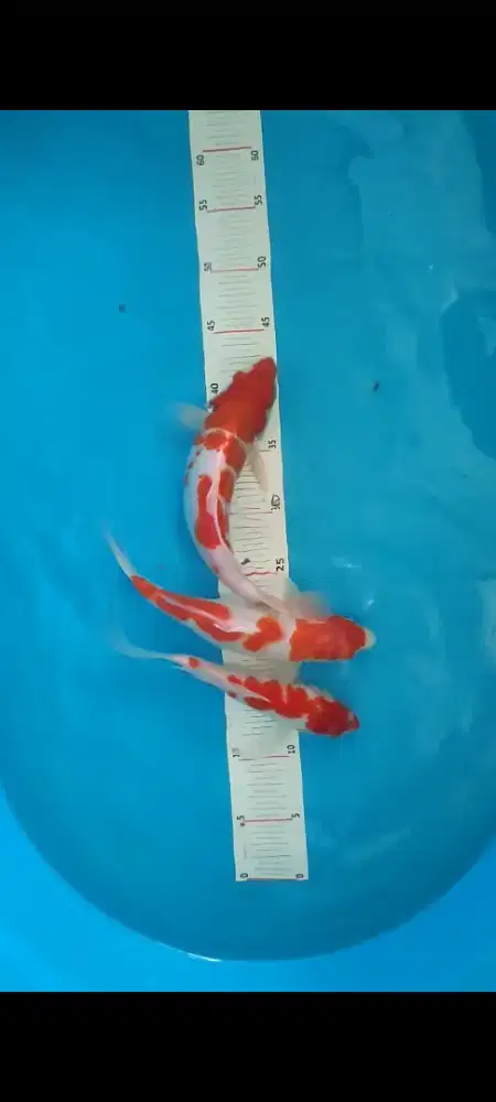 Koi kohaku layak dibesarkan