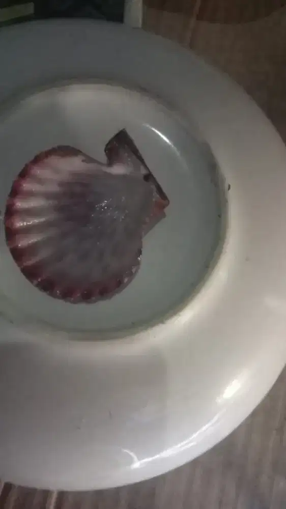 beli Cangkang scallop