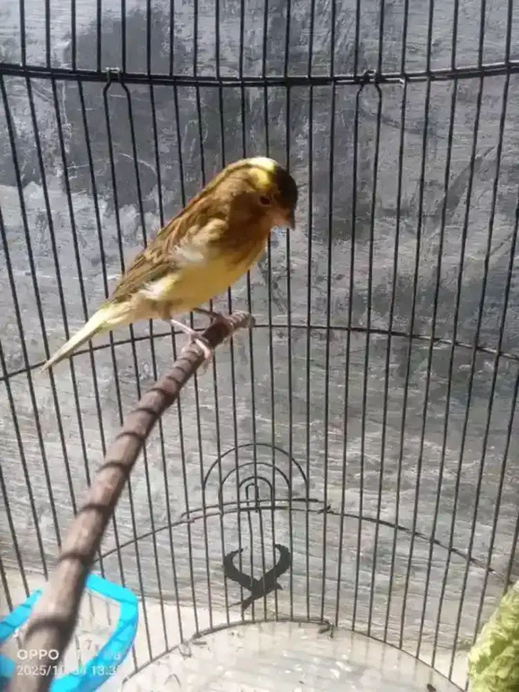 Cari kerja sekitaran Kuningan