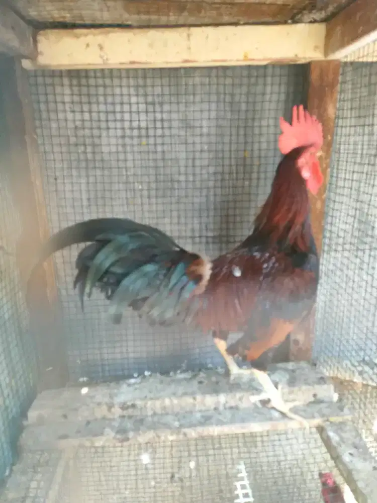 Ayam Silangan dr ayam kampung x ayam Kate suara unik