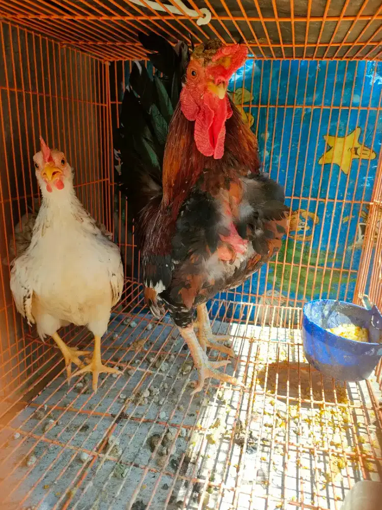 Ayam Kate sepasang