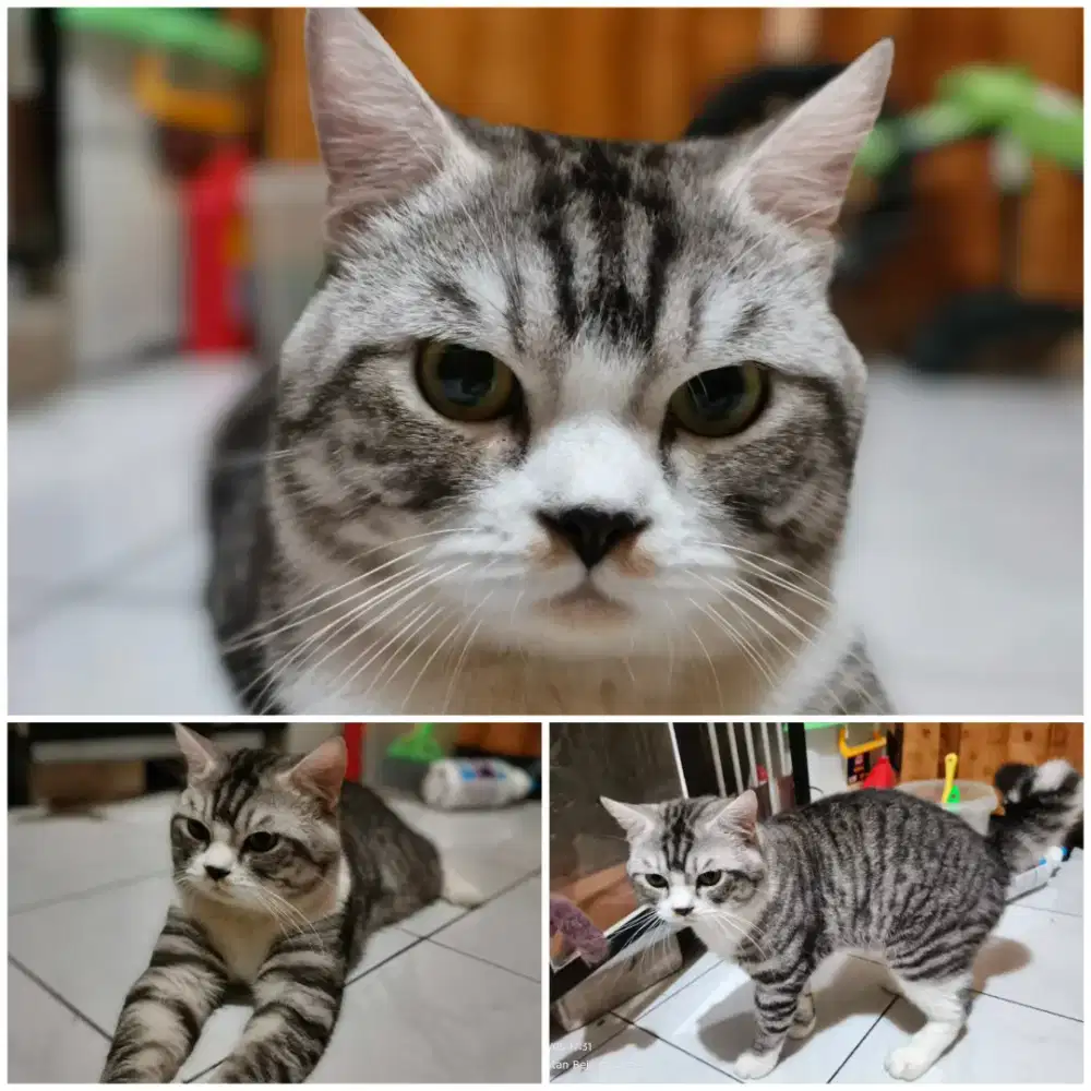 Pacak Kucing American Shorthair Bobtail