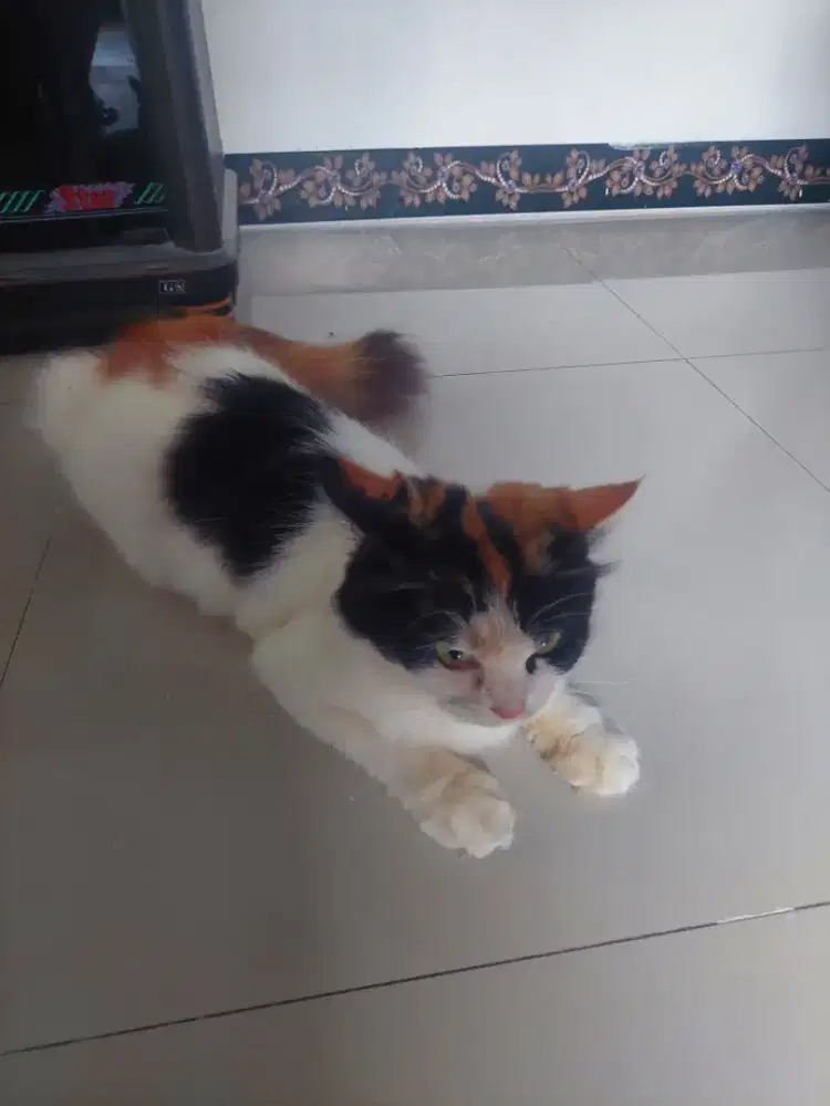 Adopt kucing persia betina.