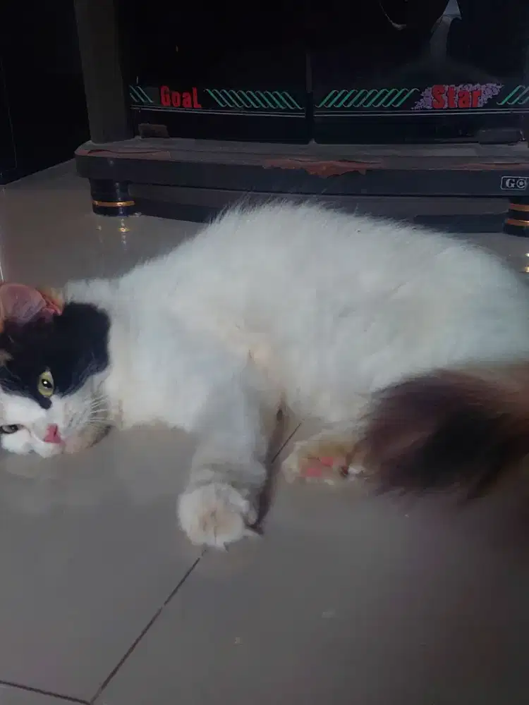 Adopt kucing persia betina.