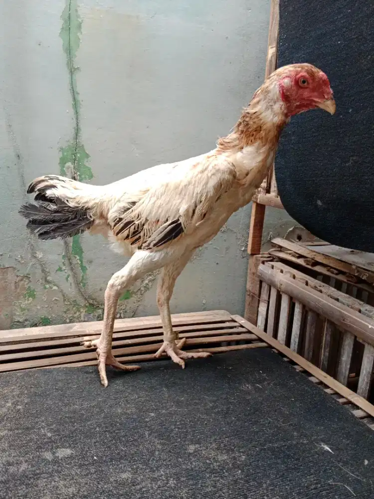 Ayam Betina Shamo Eropa