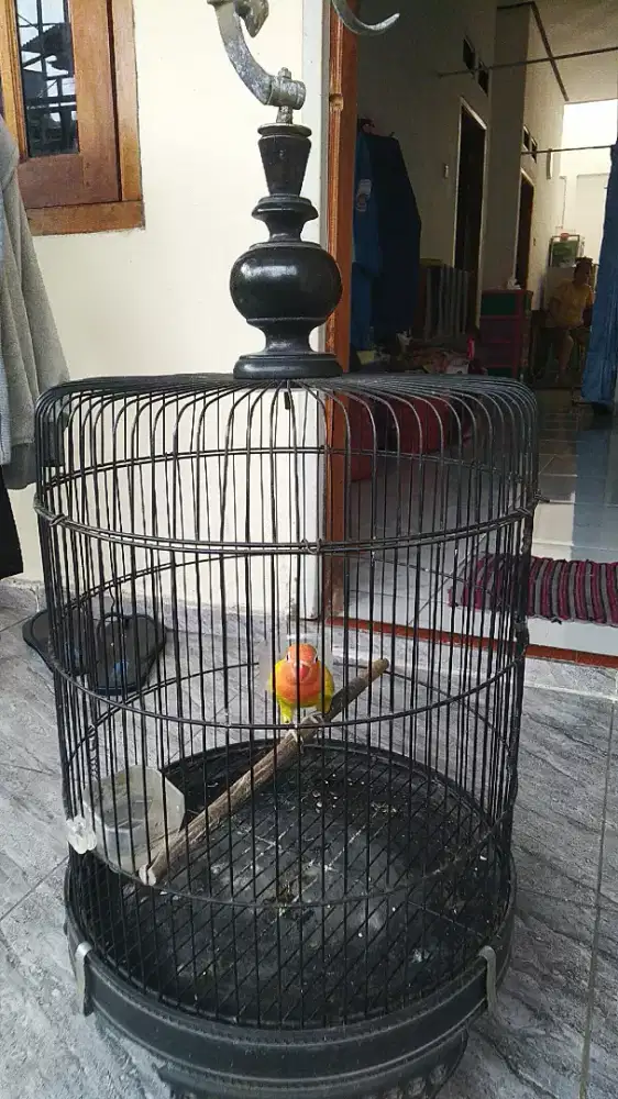 1 ekor Anakan lovebird umur 2 bulan jalan +kandang