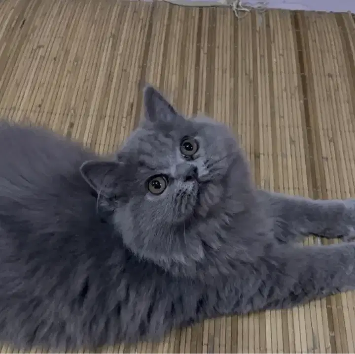 Kucing kitten British fmale longhairr Lucu gemoy