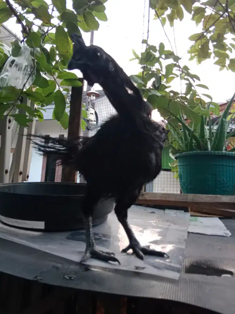 Ayam Cemani Betina Rajek Besi