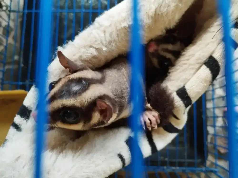 Sugar Glider sepasang + kandang 1 set