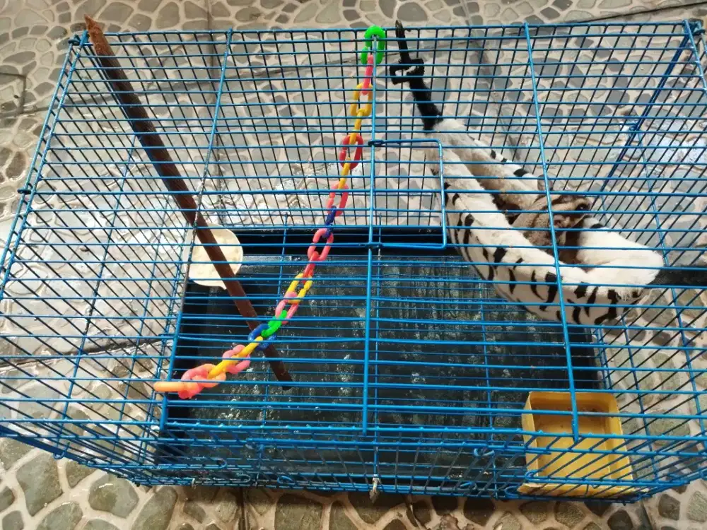 Sepasang Sugar Glider