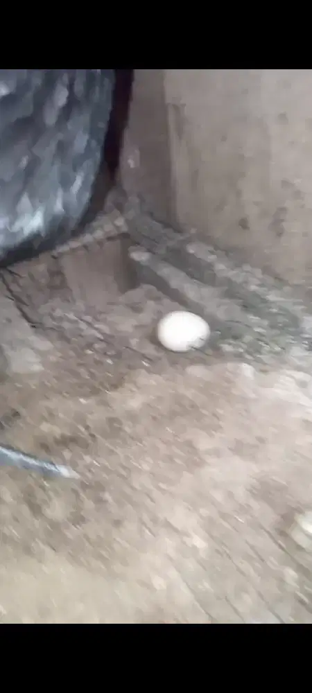 Ayam cemani betina induk lagi nelor