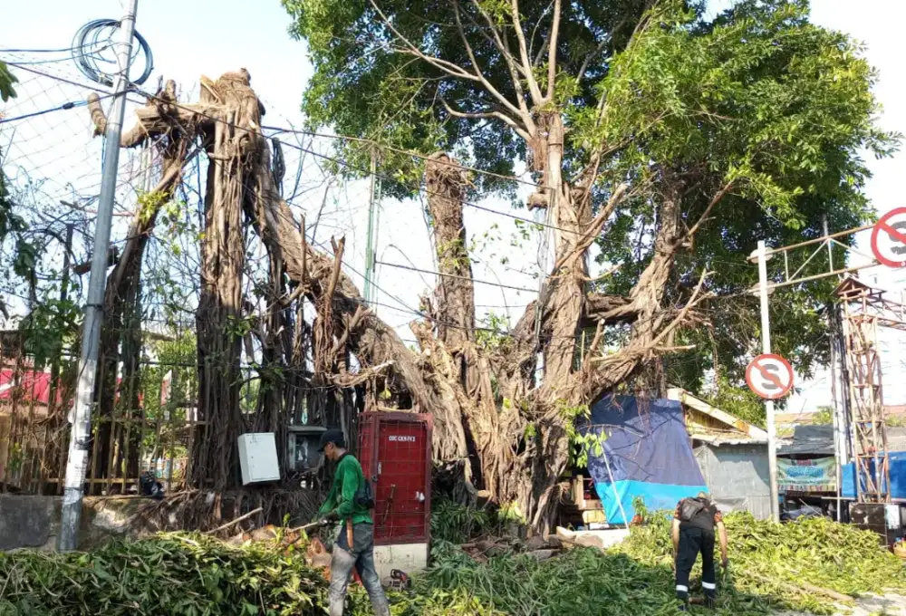 Cv. Jasa tebang pohon jakarta pusat