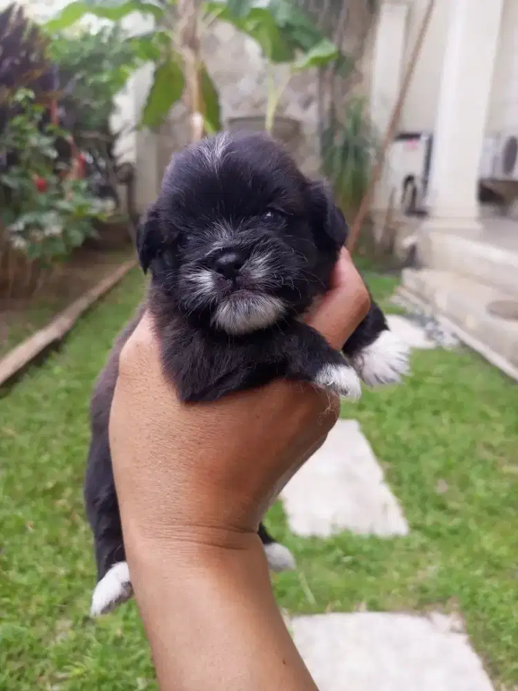 Puppy Shipom betina