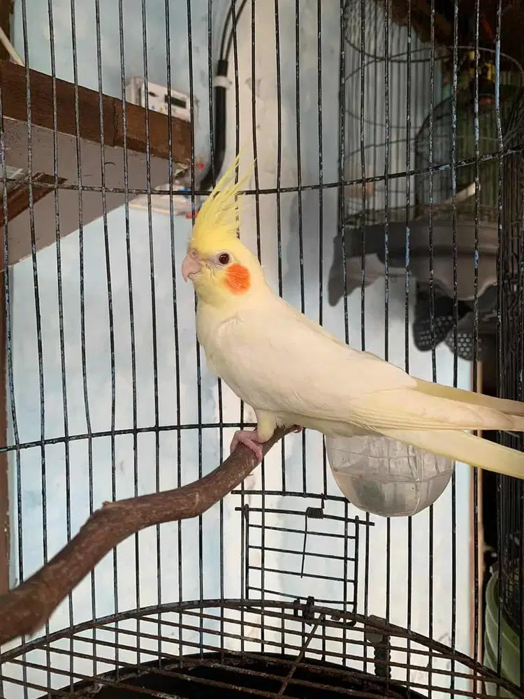 Lutino parkit autralia