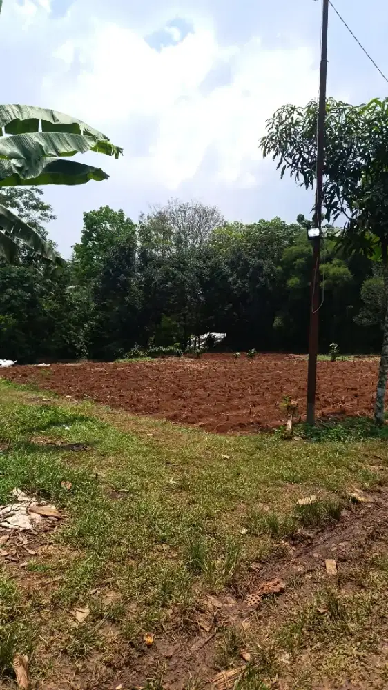 Dijual Tanah Kebun Datar Luas 8900