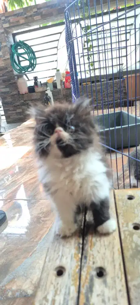 Kitten peak nose