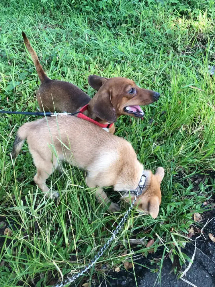 Jual Murah Anjing Sepasang Siap Kawin
