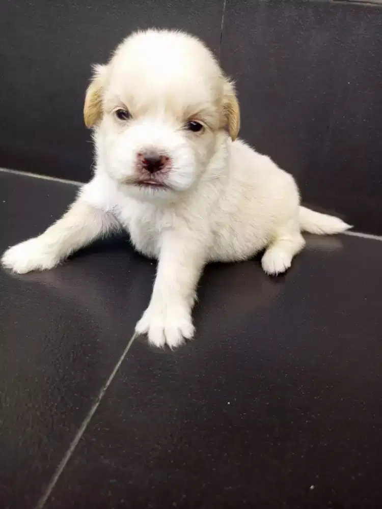 ANJING SHIHTZU MIX POM