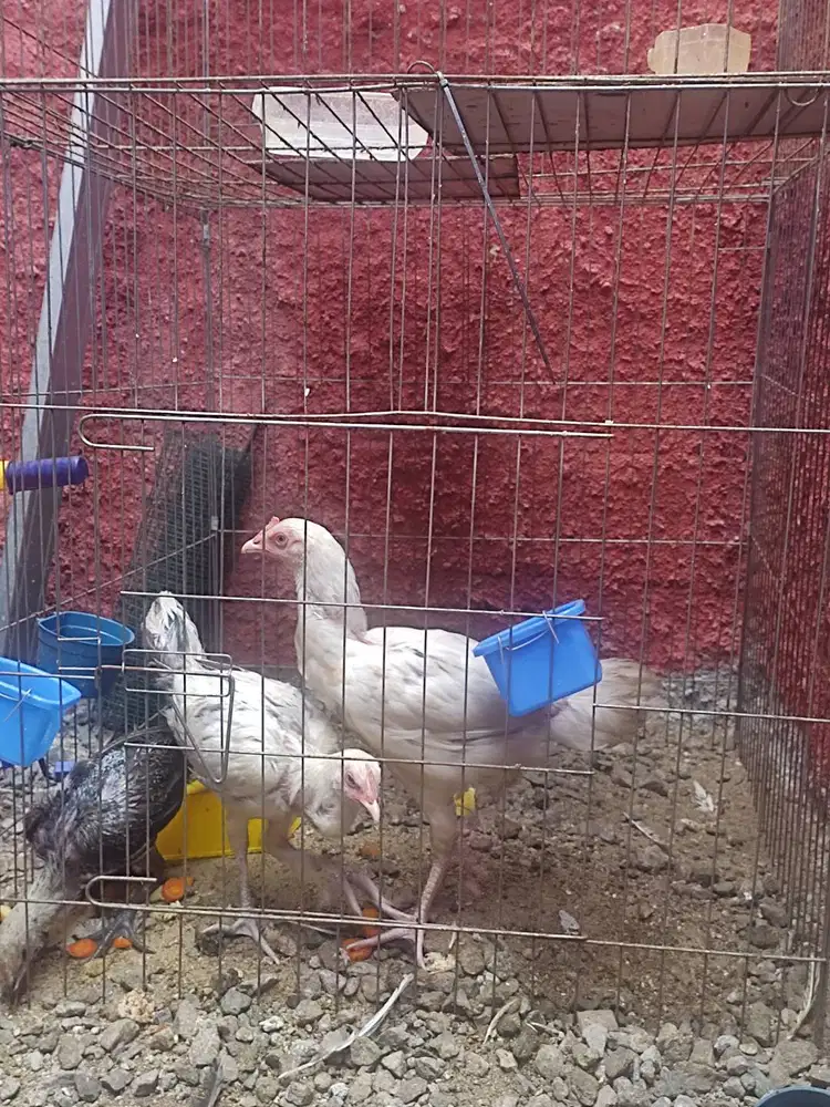 Ayam Pelung Berkualitas