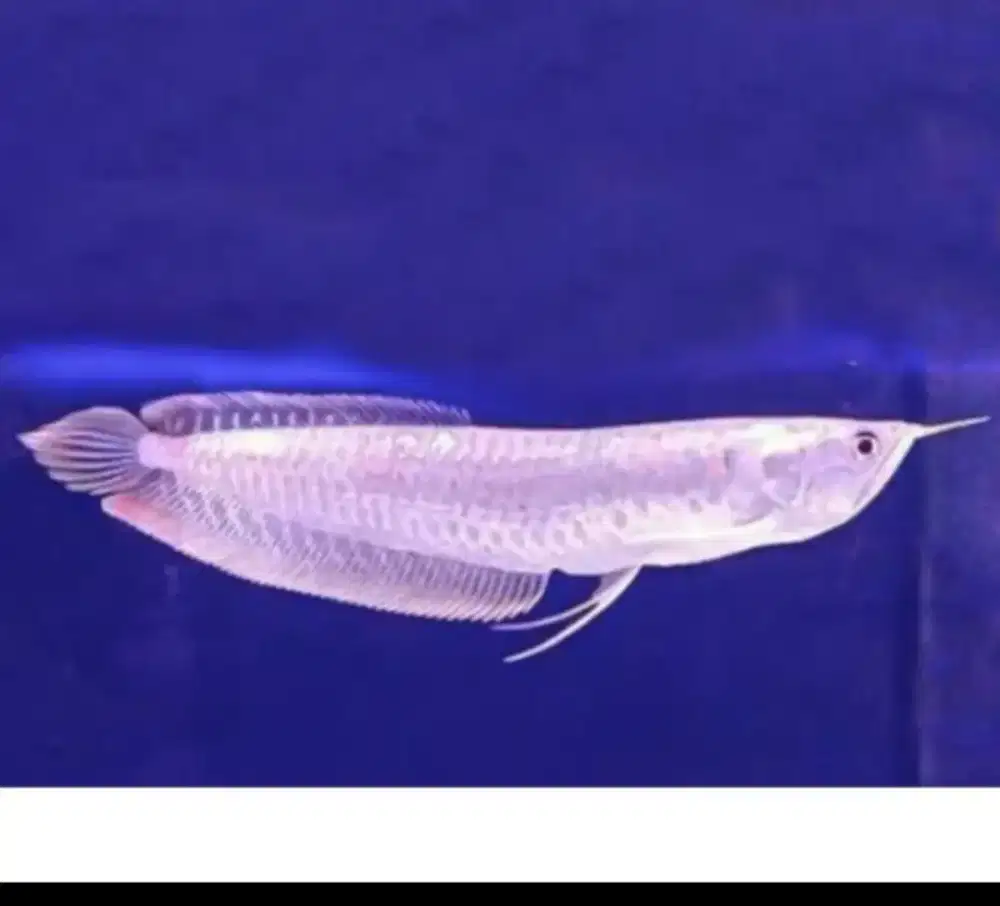 Arwana silver serat merah / silred sz 16_17up