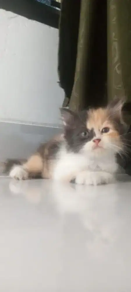 Kitten persimed betina