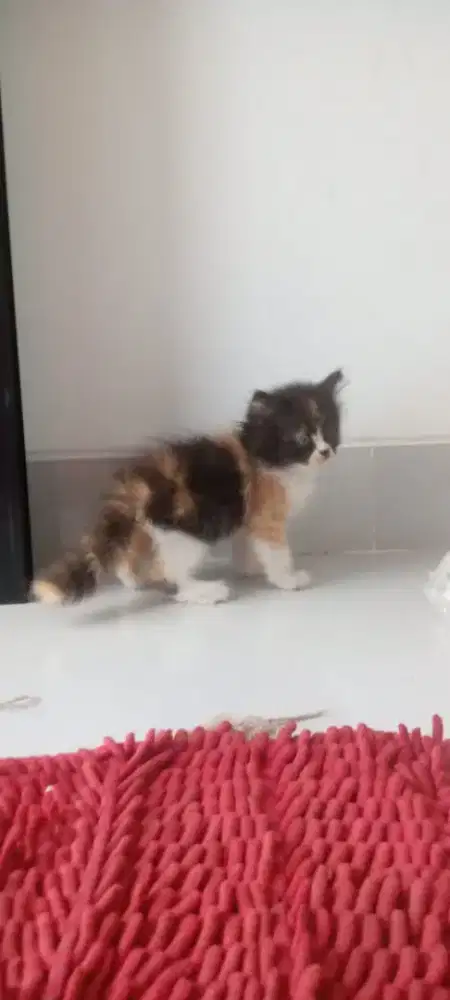 Kitten persimed betina